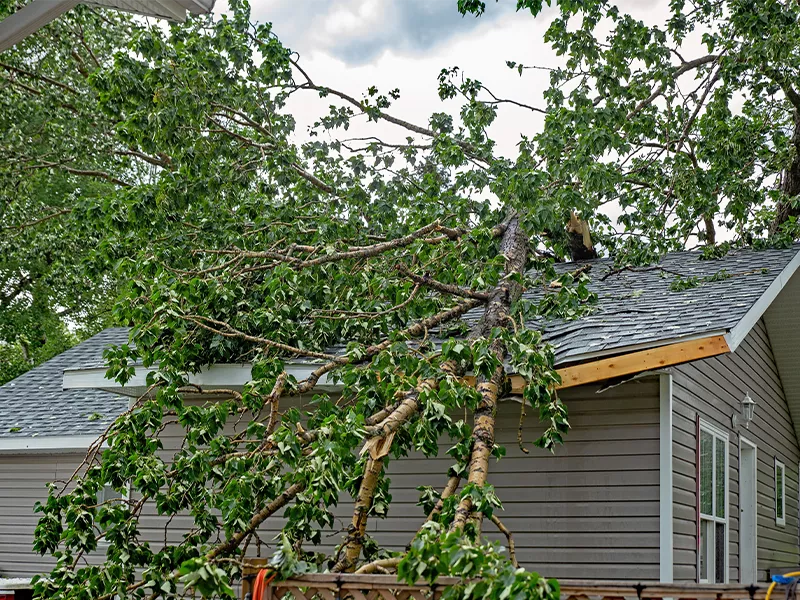 A tree fell on the roof of an Airbnb